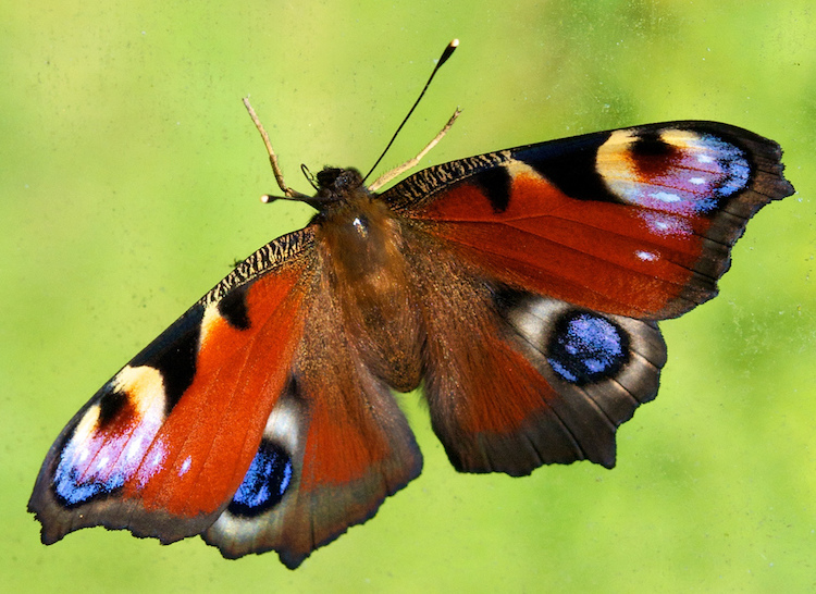 Peacock Butterfly Peacock Butterfly